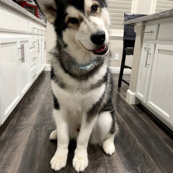 Cali Pet Goodz - Happy Boy!! - Pet Stores Near Me - Gilroy, California Cali Pet Goodz - Happy Boy!! - Pet Stores Near Me - Gilroy, California