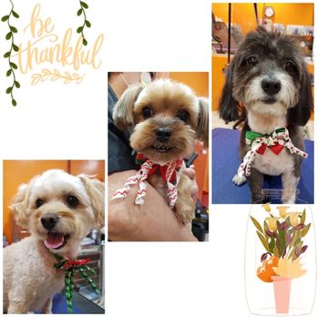 Sun's Pet Grooming - Pet Groomers Near Me - Rancho Palos Verdes, California Sun's Pet Grooming - Pet Groomers Near Me - Rancho Palos Verdes, California
