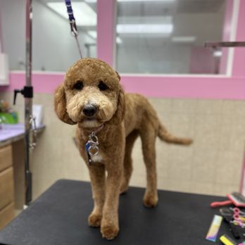 Pet Star Salon - Clean doodle cut - Pet Groomers Near Me - Fairfax, Virginia