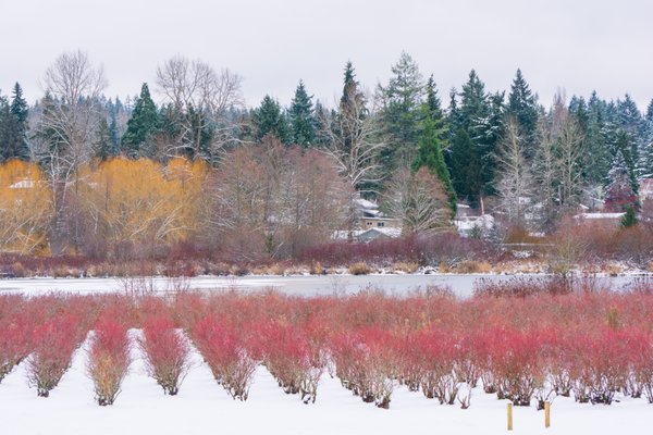 Larsen Lake Blueberry Farm by null
