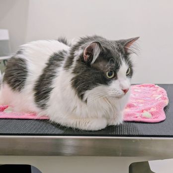 Dog and Cat Dermatology - Veterinarians Near Me - Mountain View, California Dog and Cat Dermatology - Veterinarians Near Me - Mountain View, California