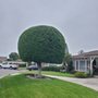 Lawn By Twins