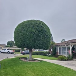 Lawn By Twins - Ficus trimming and shaping