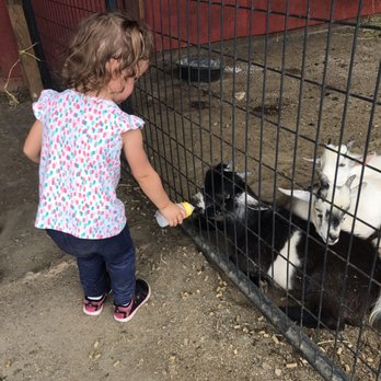 Nova Wild - Amazing how easily we change roles.  Our 22mo old figured it out--however, our 10 month old was more reluctant to dole out the goods. - Petting Zoos Near Me - Vienna, Virginia