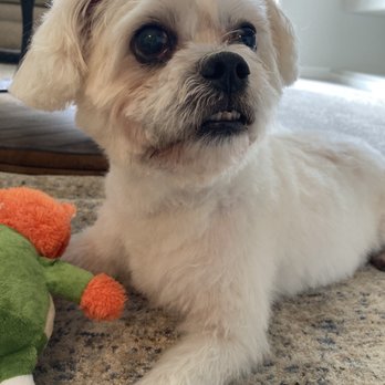 Freddys Mobile Grooming - Pet Groomers Near Me Freddys Mobile Grooming - Pet Groomers Near Me
