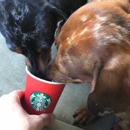 Ask for a puppicino & they will give you a cup of whipped cream for your dog for free my dogs love Starbucks runs now. Ask for a puppicino & they will give you a cup of whipped cream for your dog for free my dogs love Starbucks runs now.