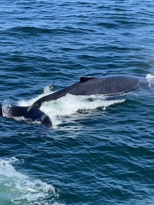 Hyannis Whale Watcher Cruises by null