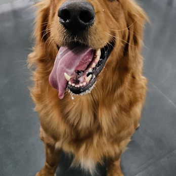 PupTown - Smiles always! - Pet Groomers Near Me - Medina, Minnesota PupTown - Smiles always! - Pet Groomers Near Me - Medina, Minnesota