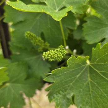 Danza del Sol Winery - Future wine - Wine Tours Near Me - Temecula, California Danza del Sol Winery - Future wine - Wine Tours Near Me - Temecula, California