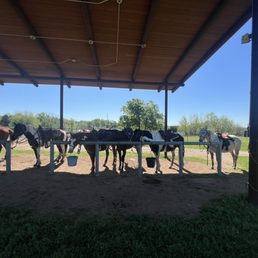Meeting area - where riders are paired with a horse. Meeting area - where riders are paired with a horse.