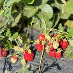 Strawberry are still available for U-Pick