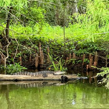 Louisiana Tours - Boat Tours Near Me - Breaux Bridge, Louisiana