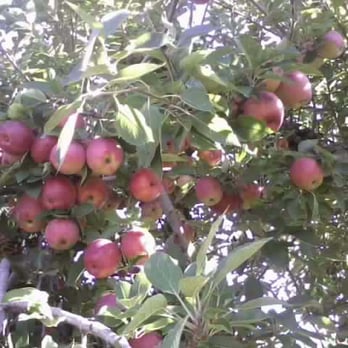 Jaswell's Farm - Apple picking at Jaswell's Farm - Farmers Market Near Me - Smithfield, Rhode Island