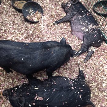 Rural King - Pigs today; Hogs tomorrow! - Home & Garden Near Me - Knoxville, Tennessee Rural King - Pigs today; Hogs tomorrow! - Home & Garden Near Me - Knoxville, Tennessee