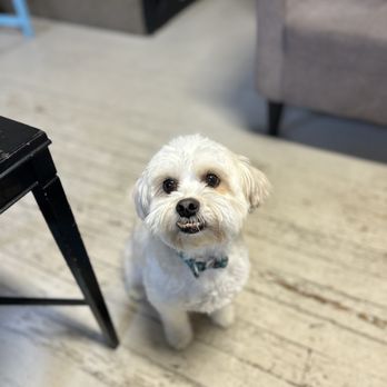 Pretty Paws and Claws - Pet Groomers Near Me - Portland, Oregon Pretty Paws and Claws - Pet Groomers Near Me - Portland, Oregon