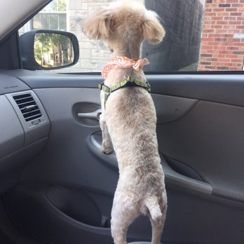 Beech Grove Pet Grooming - Pet Groomers Near Me - Beech Grove, Indiana