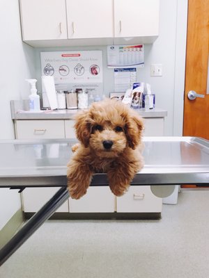 Bethel Animal Hospital 1800 Bethel Road Columbus Oh Veterinarians Mapquest