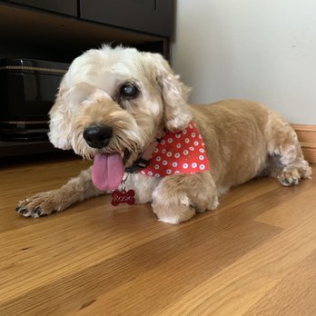 Pet Palace - One happy girl after having a bath at Pet Palace. - Pet Groomers Near Me - San Diego, California Pet Palace - One happy girl after having a bath at Pet Palace. - Pet Groomers Near Me - San Diego, California