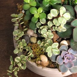 Orchid Florist - Succulent Garden