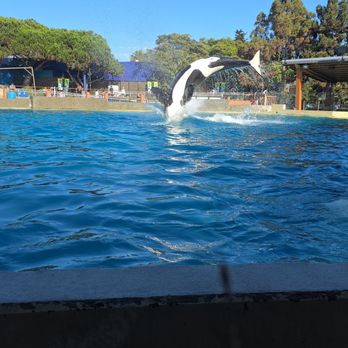 Dine With Orcas - Buffets Near Me - San Diego, California Dine With Orcas - Buffets Near Me - San Diego, California