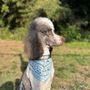 Photo of Canine Designs