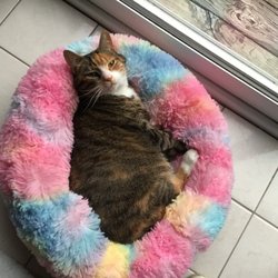 Ulster County SPCA - I adopted my cat there March 2020.  Caramel now called Callie.
