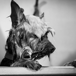 Tina Buswell Photography - Groomer Has It! Show off your business!