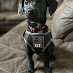 Greenville Animal Hospital - Lord Vader