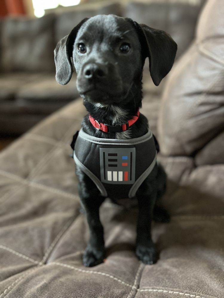 Greenville Animal Hospital Image