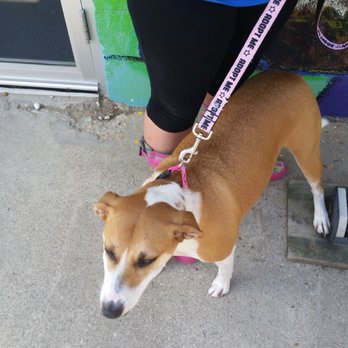 Baltimore Humane Society - Ellie, a dog up for adoption. - Veterinarians Near Me - Reisterstown, Maryland Baltimore Humane Society - Ellie, a dog up for adoption. - Veterinarians Near Me - Reisterstown, Maryland
