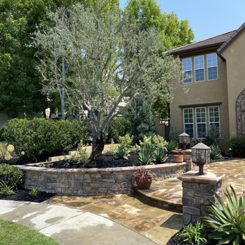 Mc landscape - Olive tree hand trim - Gardeners Near Me Mc landscape - Olive tree hand trim - Gardeners Near Me