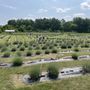 Photo of Lavender Trails