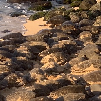 Hookipa Beach Park - Over 50 sea turtles resting - Parks Near Me - Paia, Hawaii