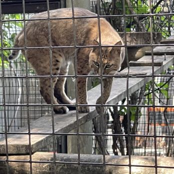 Lincoln Children's Zoo - Big cat - Amusement Parks Near Me - Lincoln, Nebraska