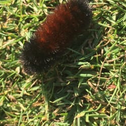 Lakemoor Golf Club