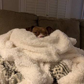 Camp Bow Wow - Long hard day! - Pet Groomers Near Me - Concord, North Carolina