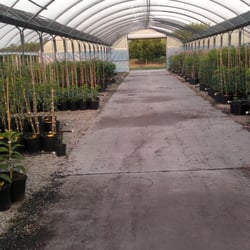 Citrus Trees Nola - Avocados