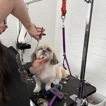 Gem's Pet Spaw - Pet Groomers Near Me - Indio, California Gem's Pet Spaw - Pet Groomers Near Me - Indio, California