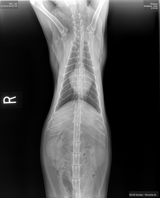 Lawndale Pet Hospital by null