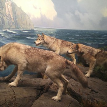 Bell Museum - Wolves - Museums Near Me - Saint Paul, Minnesota