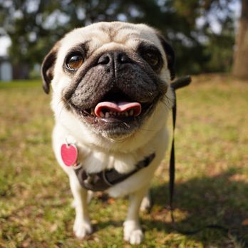 Shady Waggers - Pug looking cute for the camera - Dog Walkers Near Me