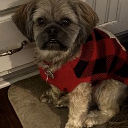 S&B Kountry Kennel - Teddy AKA Tedward