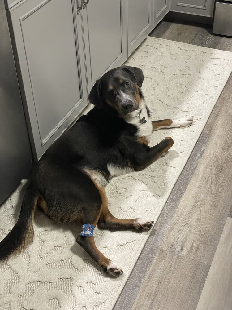 ANIMAL EMERGENCY CLINIC OF THE HUDSON VALLEY Updated September 2024