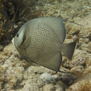 Sail Fish Scuba - Scuba Diving Near Me - Key Largo, Florida Sail Fish Scuba - Scuba Diving Near Me - Key Largo, Florida