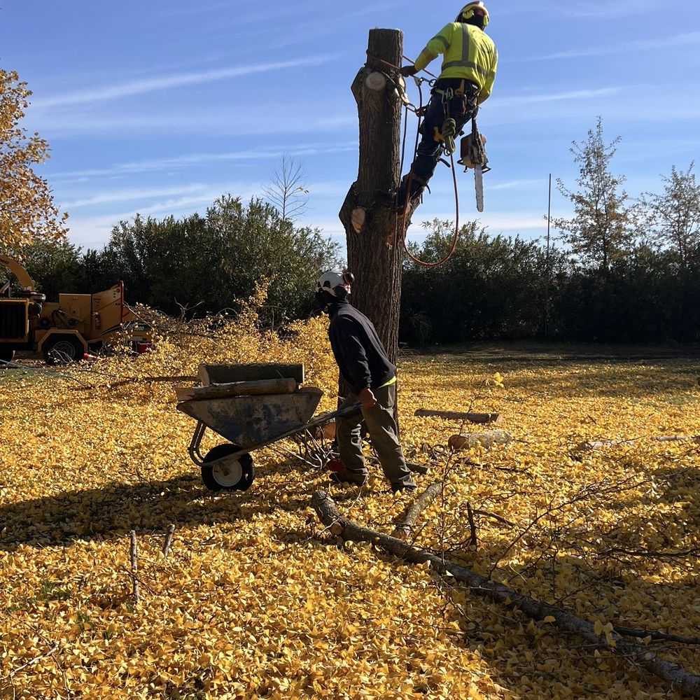 Extreme Tree Service - Gingko Biloba tree - Tree Services Near Me - Olivehurst, California Extreme Tree Service - Gingko Biloba tree - Tree Services Near Me - Olivehurst, California
