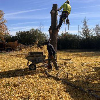 Extreme Tree Service - Gingko Biloba tree - Tree Services Near Me - Olivehurst, California