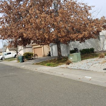 Care Tree Care - Before - Tree Services Near Me Care Tree Care - Before - Tree Services Near Me