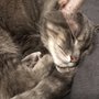 Photo of All Creatures Healing Arts