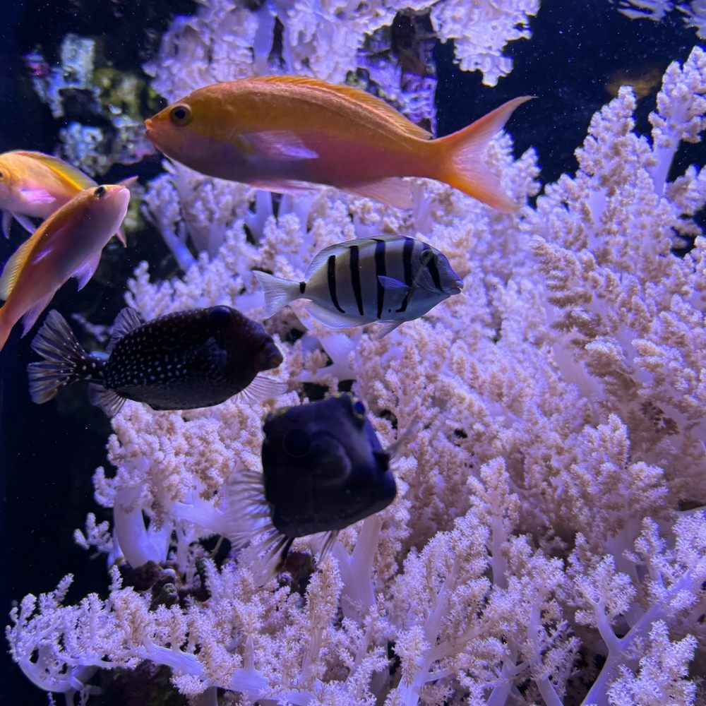 Seattle Aquarium - Aquariums Near Me - Seattle, Washington Seattle Aquarium - Aquariums Near Me - Seattle, Washington