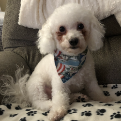 Barkingham Palace Grooming and Boutique - This is how our bichon frise was groomed last time.